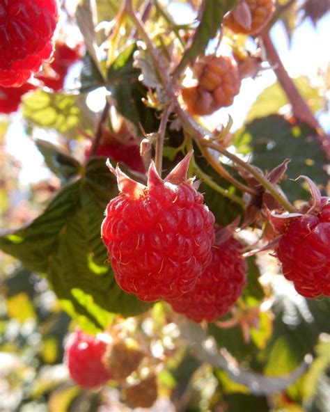 salman ranch raspberry field.